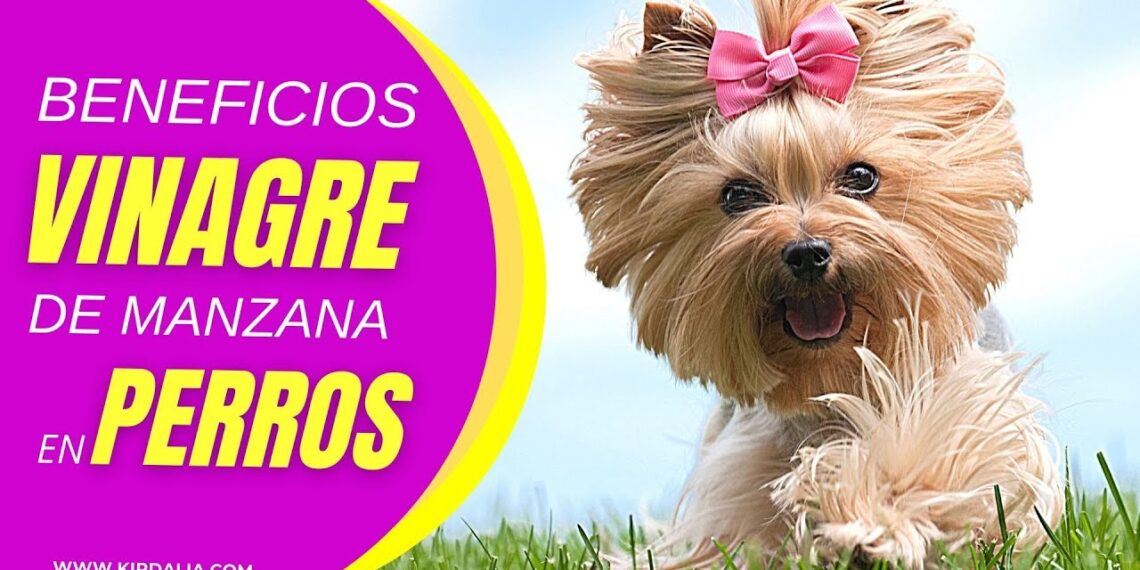 La manera ideal de almacenar y conservar la comida para mascotas La manera ideal de almacenar y conservar la comida para mascotas