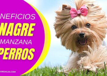 La manera ideal de almacenar y conservar la comida para mascotas La manera ideal de almacenar y conservar la comida para mascotas