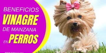 La manera ideal de almacenar y conservar la comida para mascotas