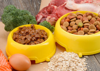 Productos saludables para cuidar y alimentar a tu mascota con amor