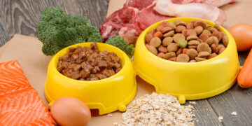 Productos saludables para cuidar y alimentar a tu mascota con amor