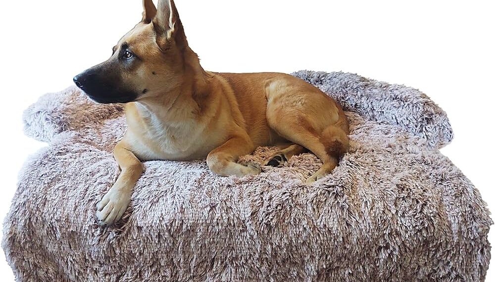 ¡Descubre las camas para perros que harán felices a tus mascotas!