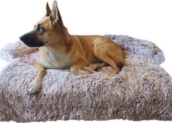 ¡Descubre las camas para perros que harán felices a tus mascotas!