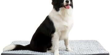 Descubre la mejor opción: Camas ortopédicas para perros mayores