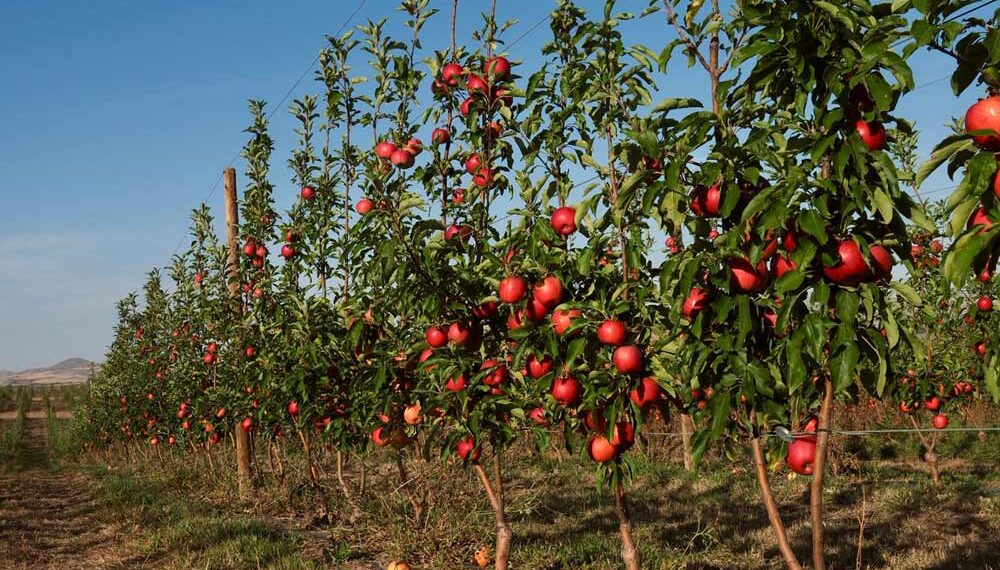 Ecológicos VS Convencionales: Grandes diferencias reveladas