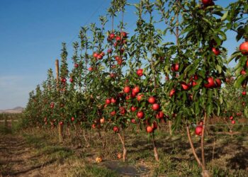 Ecológicos VS Convencionales: Grandes diferencias reveladas