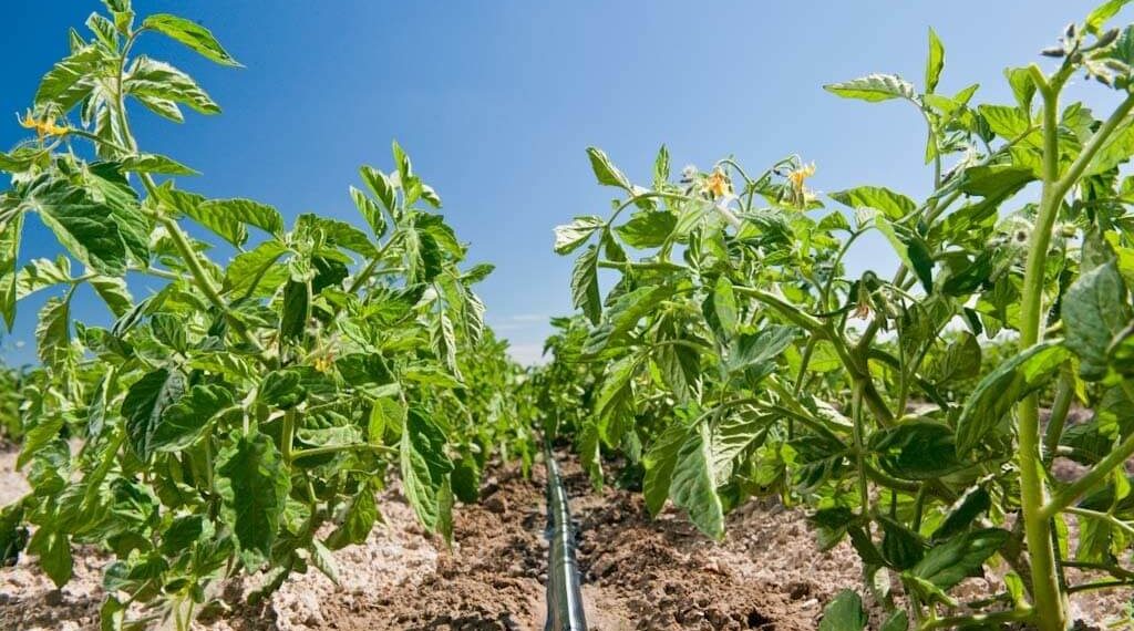 Riego por goteo vs aspersores: ¿Cuál es mejor para tu jardín?