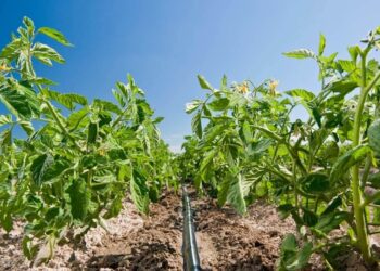 Riego por goteo vs aspersores: ¿Cuál es mejor para tu jardín?