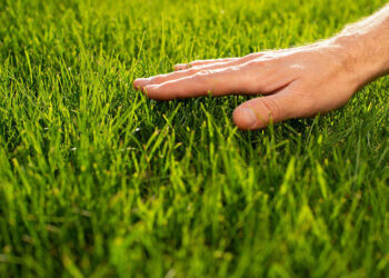 Encuentra el césped perfecto para tu jardín: ¿Cuál es el más adecuado?