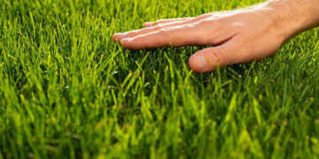 Encuentra el césped perfecto para tu jardín: ¿Cuál es el más adecuado? Encuentra el césped perfecto para tu jardín: ¿Cuál es el más adecuado?