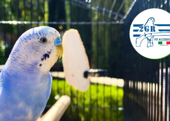 Elija la mejor jaula para su loro mascota: guía completa