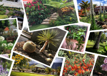 Creatividad en el jardín: técnicas naturales y libres de plagas