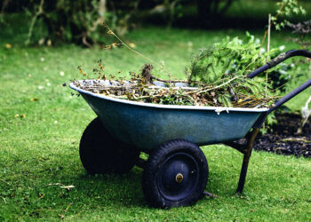 Elimina las malas hierbas: la guía definitiva para un jardín impecable