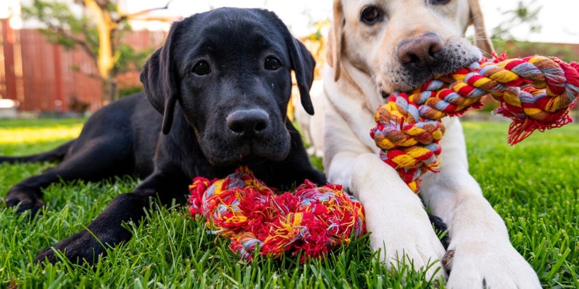 Descubre los juguetes para perros más resistentes y duraderos Descubre los juguetes para perros más resistentes y duraderos