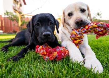 Descubre los juguetes para perros más resistentes y duraderos Descubre los juguetes para perros más resistentes y duraderos