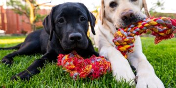 Descubre los juguetes para perros más resistentes y duraderos