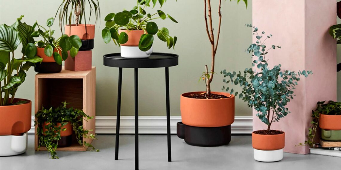 Descubre cómo elegir el tamaño adecuado de maceta para tus plantas