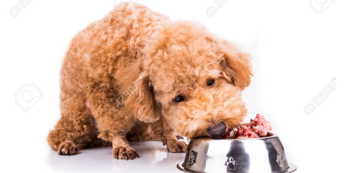 Alimentación premium para mascotas: el lujo que tus peludos merecen