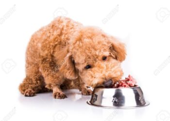 Alimentación premium para mascotas: el lujo que tus peludos merecen