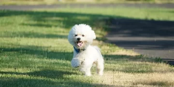 Cuida a tu perrito de raza pequeña con el mejor alimento recomendado
