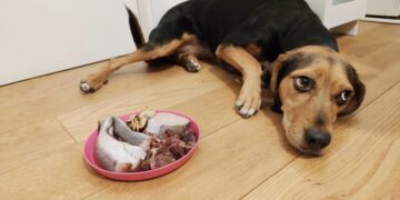 Alergias en perros: Alimento ideal para su bienestar