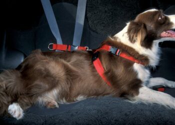Asegura a tu perro en el auto con un arnés de seguridad y disfruta de viajes sin preocupaciones