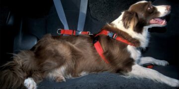 Asegura a tu perro en el auto con un arnés de seguridad y disfruta de viajes sin preocupaciones