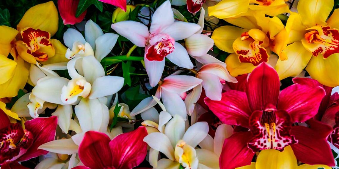 Mantén tu hogar verde con productos esenciales para cuidar tus plantas