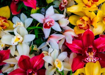 Mantén tu hogar verde con productos esenciales para cuidar tus plantas