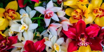 Mantén tu hogar verde con productos esenciales para cuidar tus plantas