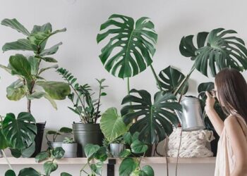 ¡Descubre el líder en productos para el control orgánico de enfermedades en plantas!