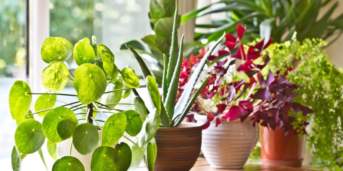 Fertilizantes y abonos: maximiza el crecimiento de tus plantas con la frecuencia perfecta