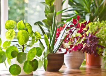 Fertilizantes y abonos: maximiza el crecimiento de tus plantas con la frecuencia perfecta