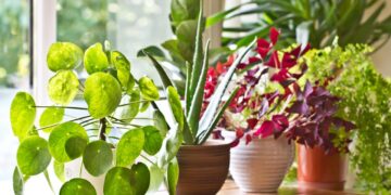 Fertilizantes y abonos: maximiza el crecimiento de tus plantas con la frecuencia perfecta