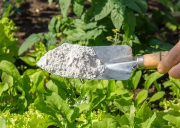 Descubre los productos más populares para cuidar tu jardín y plantas