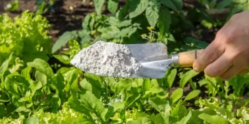 Descubre los productos más populares para cuidar tu jardín y plantas