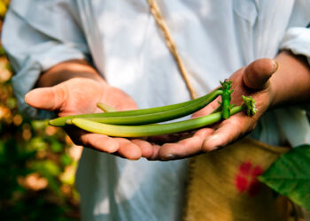 ¡Preserva tus productos ecológicos con estos tips!