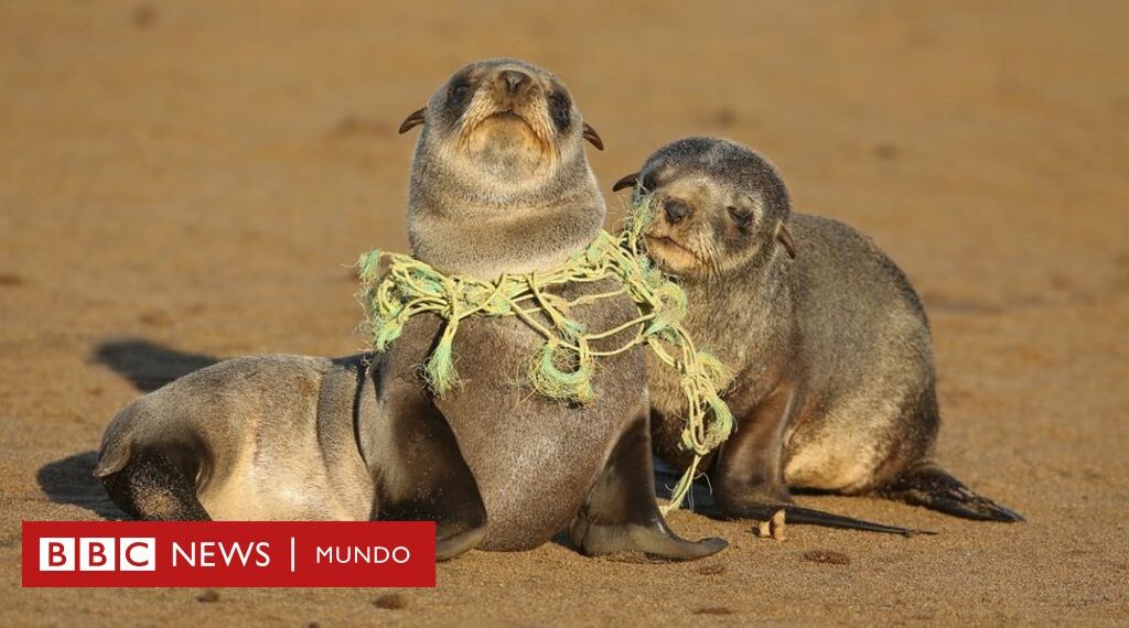 ¡Impacto nocivo: productos no sostenibles dañan ambiente y salud! ¡Impacto nocivo: productos no sostenibles dañan ambiente y salud!