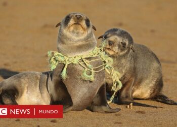 ¡Impacto nocivo: productos no sostenibles dañan ambiente y salud!