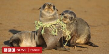 ¡Impacto nocivo: productos no sostenibles dañan ambiente y salud! ¡Impacto nocivo: productos no sostenibles dañan ambiente y salud!