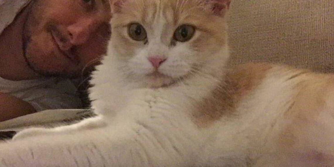 Gatos escondidos: la cama de siestas sigilosas para amantes de felinos